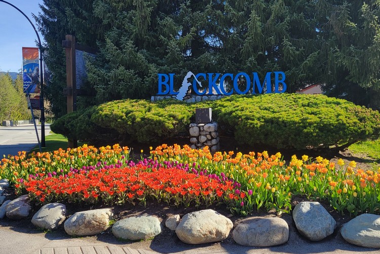 Blackcomb Mountain sign at the base of the mountain, in the spring with bright tulips and flowers