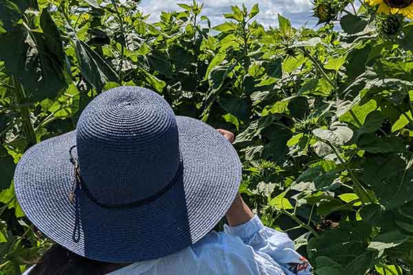 ToDoOntario, taking sunflower photos