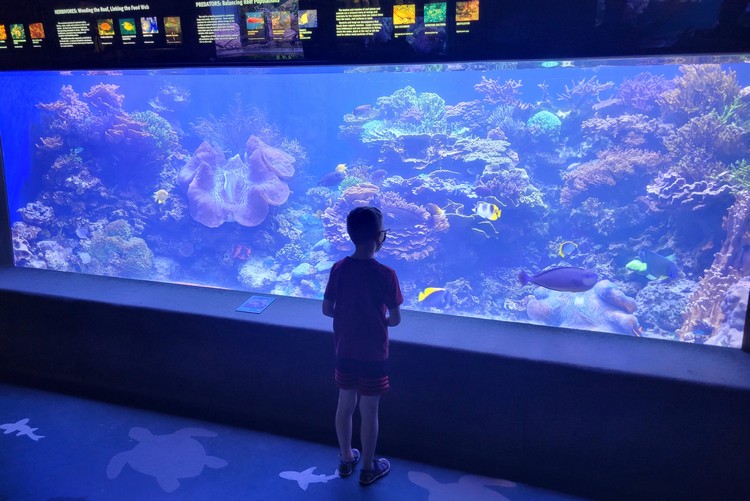 looking at tropical fish inside Waikiki Aquarium, Honolulu things to do, Oahu, Hawaii