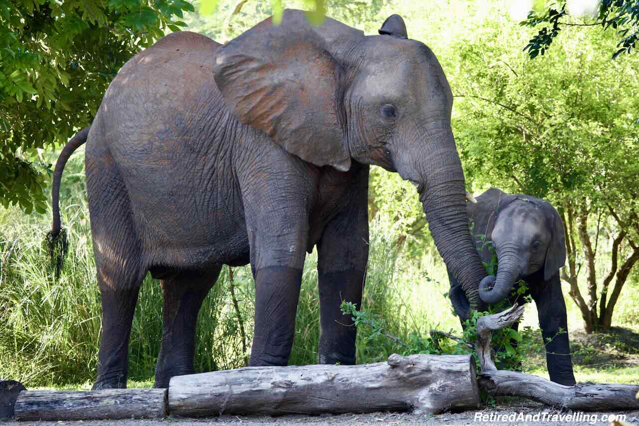 Elephants on Resort - Wildlife Adventures In Zambia at Thorntree River Lodge