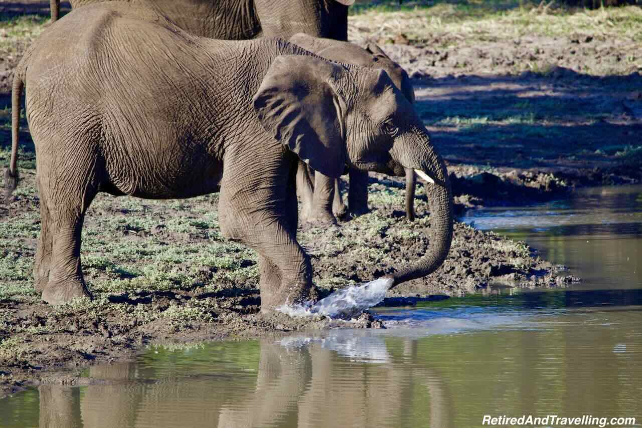 Elephants at Pond - Wildlife Adventures In Zambia at Thorntree River Lodge