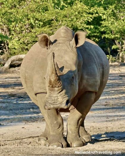 Rhino Wide - Wildlife Adventures In Zambia at Thorntree River Lodge