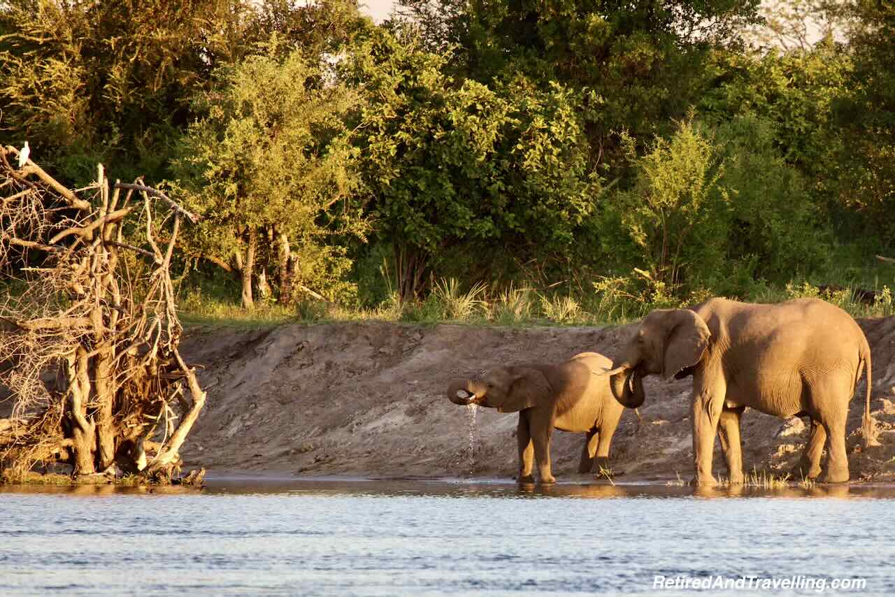 Crocodile on Zambezi River