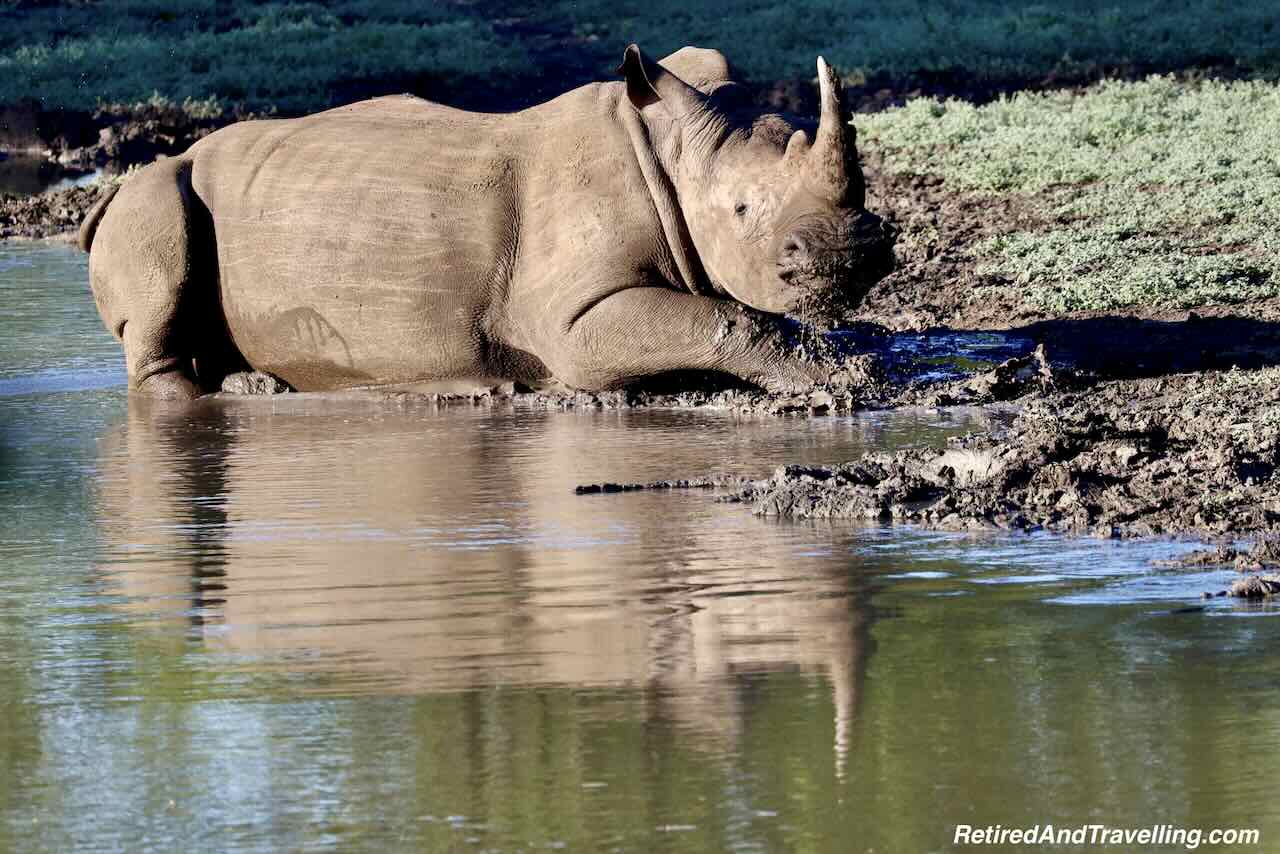 Rhinos by Pond - Wildlife Adventures In Zambia at Thorntree River Lodge