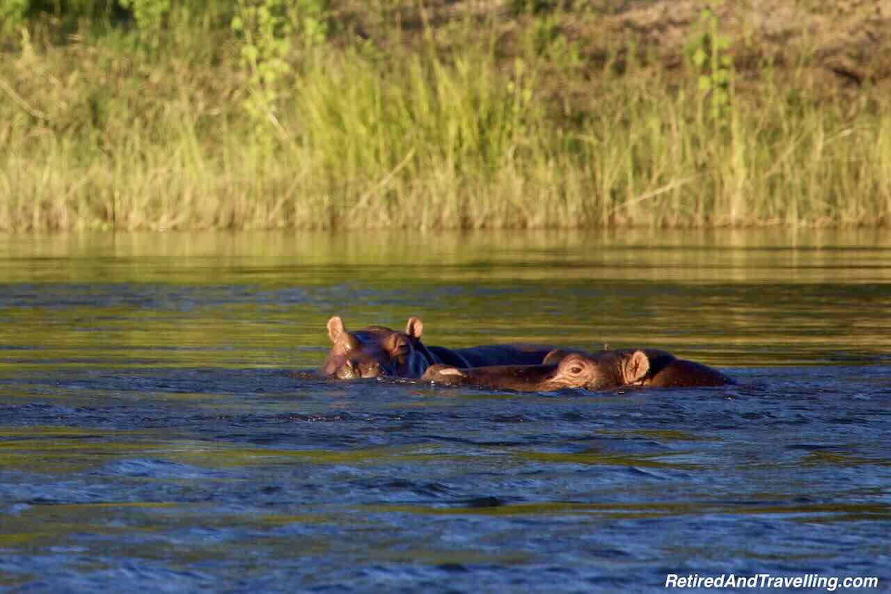 Hippos on Zambezi River