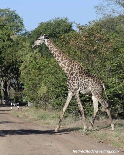 Giraffe - Wildlife Adventures In Zambia at Thorntree River Lodge