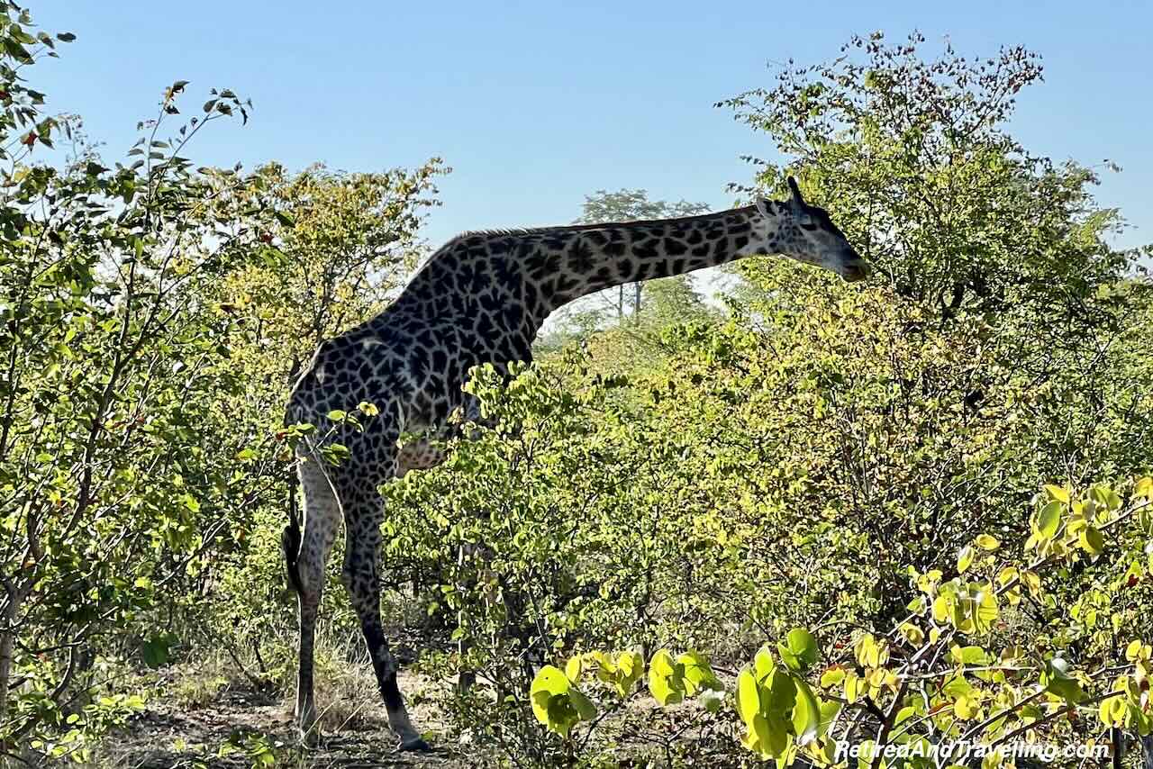 Giraffe Eating