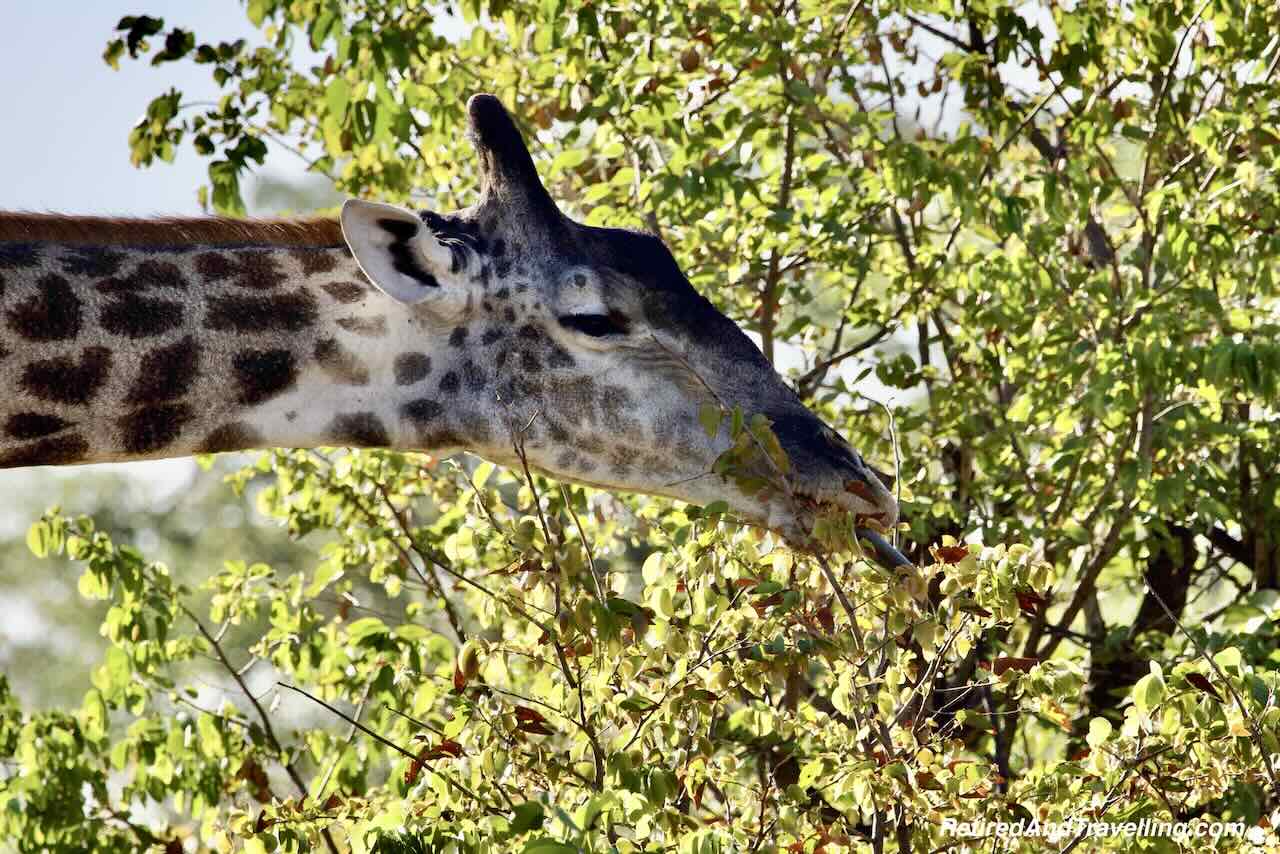 Giraffe Eating