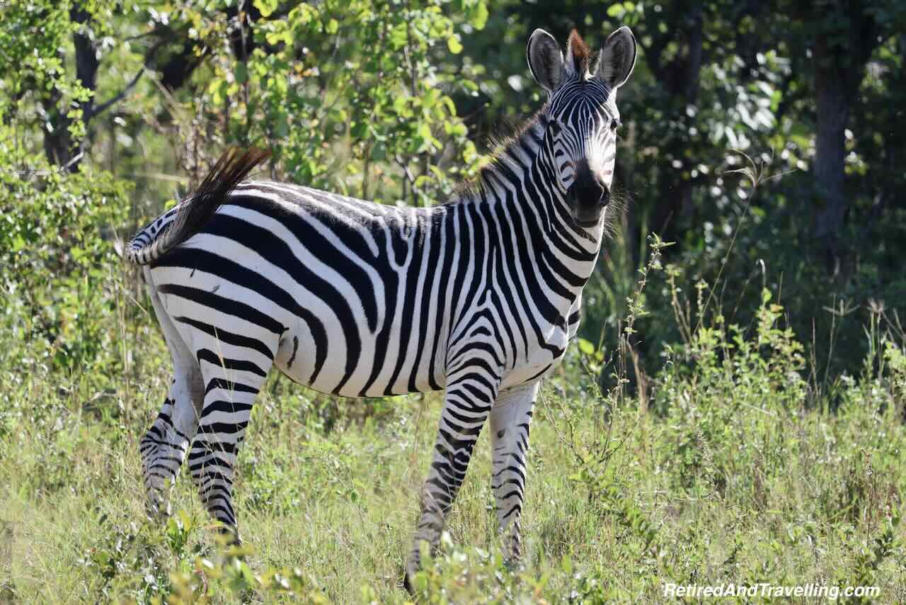 Zebra - Wildlife Adventures In Zambia at Thorntree River Lodge