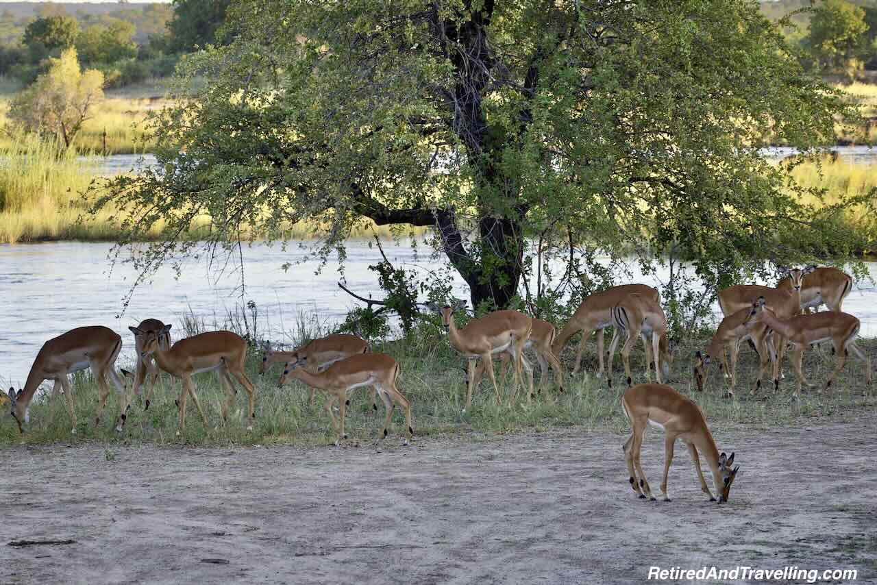 Impala