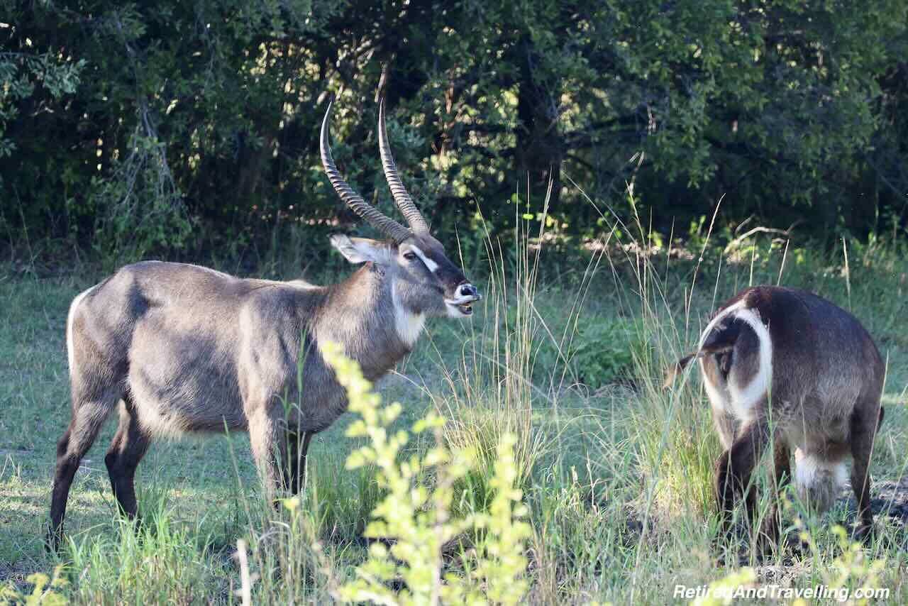 Eland - Wildlife Adventures In Zambia at Thorntree River Lodge