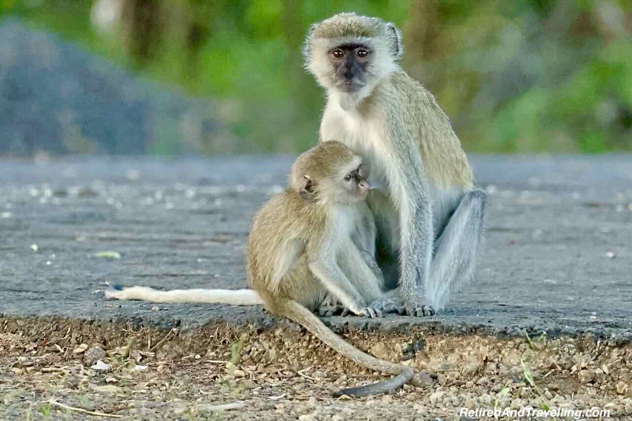 Vervet Monkey - Wildlife Adventures In Zambia at Thorntree River Lodge