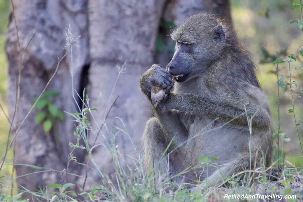 Baboon