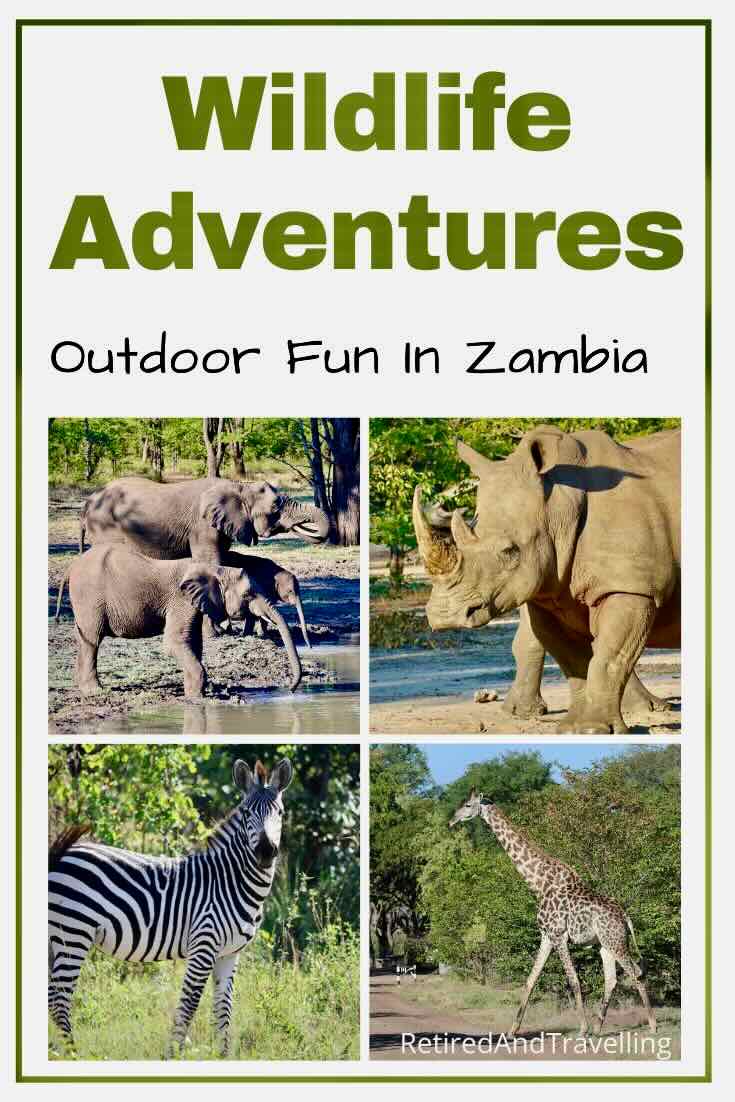 Wildlife Adventures In Zambia at Thorntree River Lodge