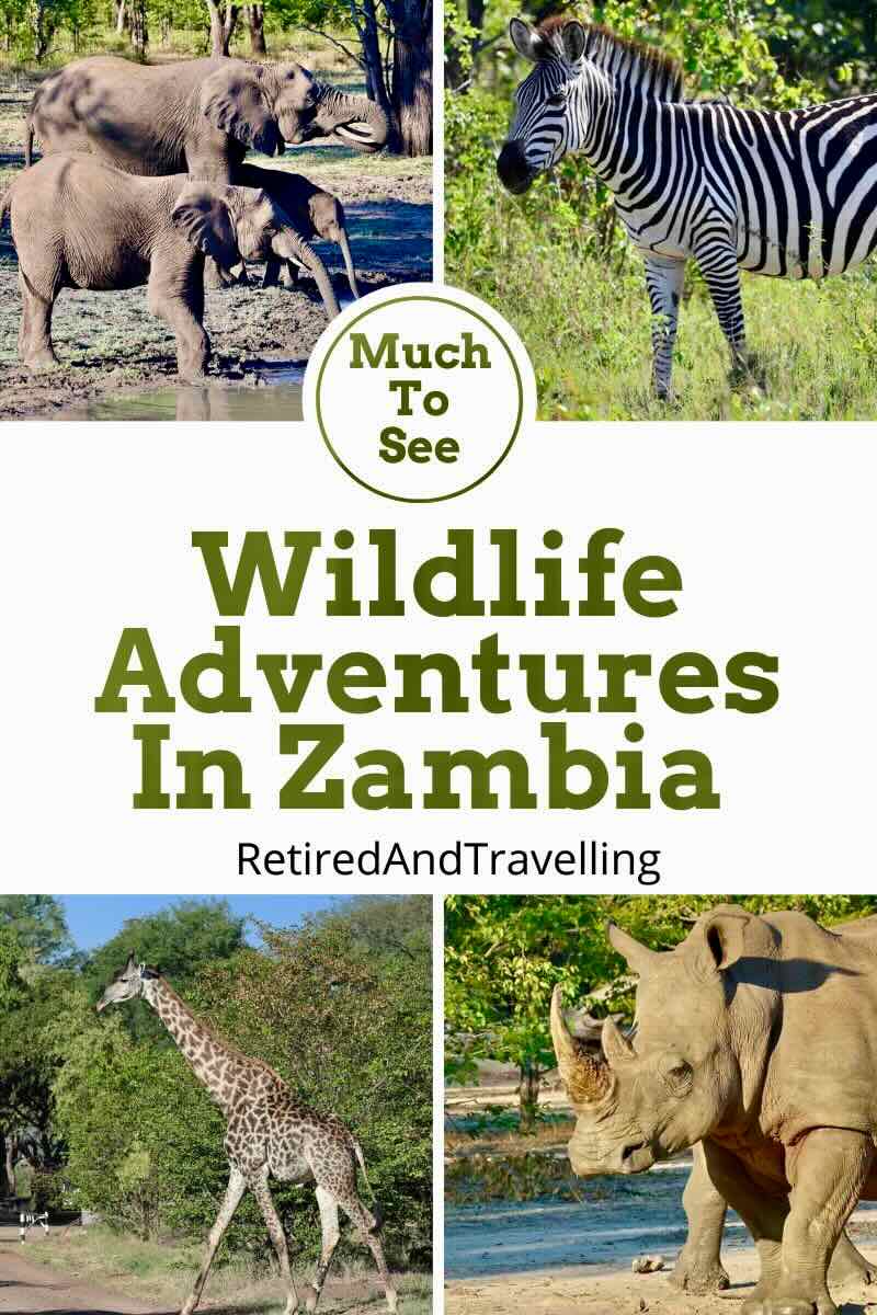 Wildlife Adventures In Zambia at Thorntree River Lodge