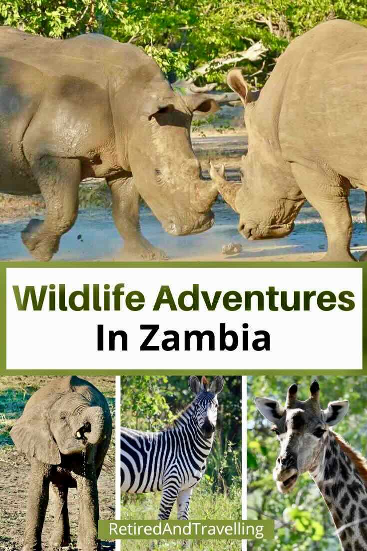 Wildlife Adventures In Zambia at Thorntree River Lodge